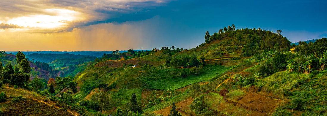 Noah Jigsaw Puzzle Sunset over tea-growing hills near Bwindi and Queen Elizabeth National Park, Uganda, Central Africa panorama 1000 pieces