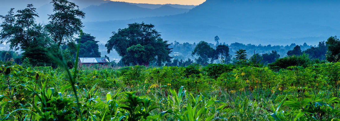 Noah Jigsaw Puzzle Uganda nature with the Mount Elgon national park in the background panorama 1000 pieces