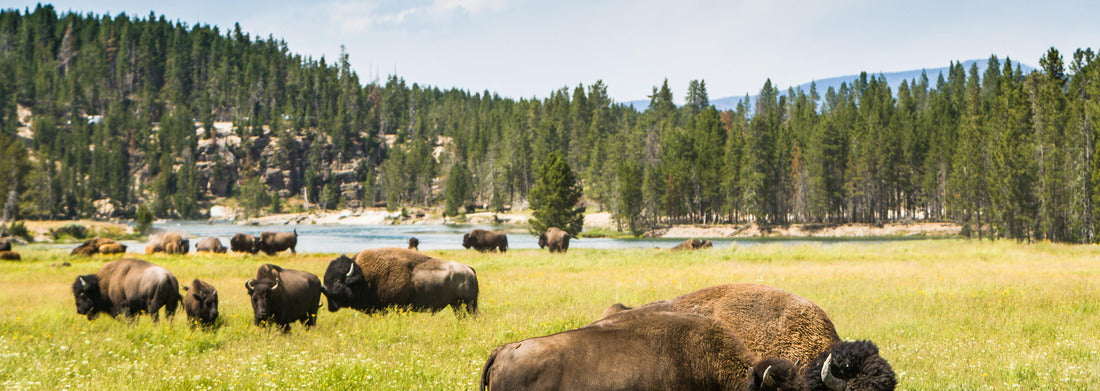 Noah Jigsaw Puzzle Bison (buffalo) at Yellowstone National Park, WY, USA panorama 1000 pieces