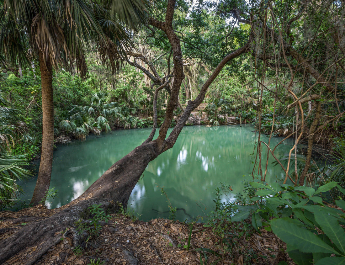 Deltona, Florida green spring 1000pc Puzzle