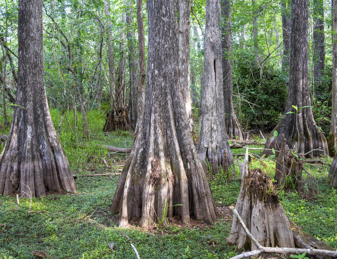 Noah Jigsaw Puzzle Big Cypress National Preserve Florida 1000 pieces