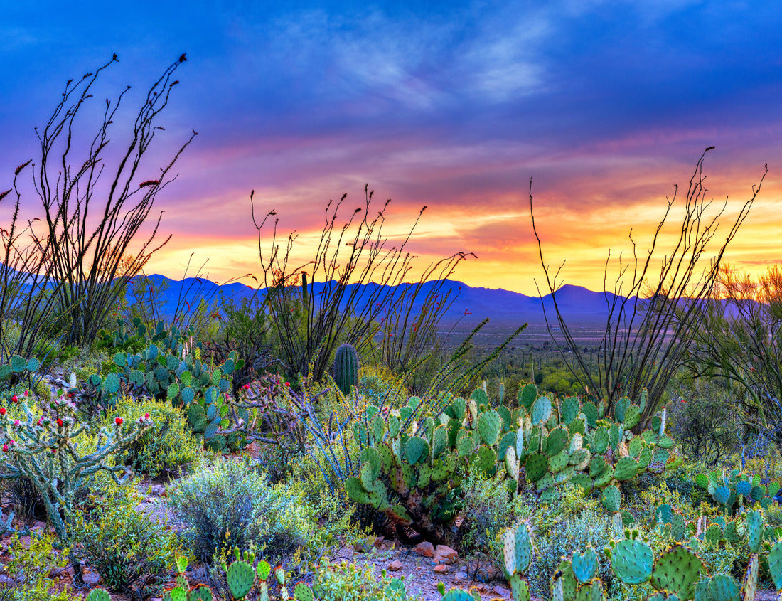 Noah Jigsaw Puzzle Sunset in Saguaro National Park near Tucson, Arizona 1000 pieces