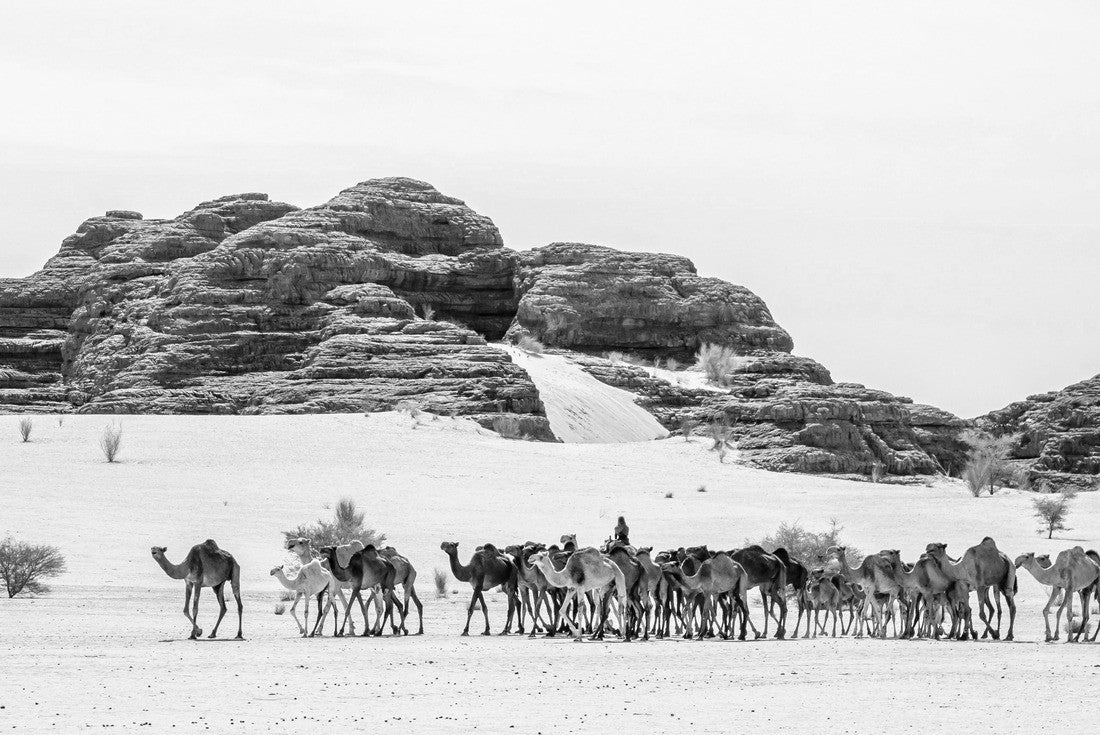 Noah Jigsaw Puzzle Camel caravan in the Sahara Desert, Chad, Africa in black white 2000 pieces
