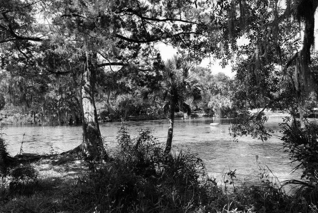 Ocala National Forest, Ocala, Florida 2000pc PuzzleBlack and White