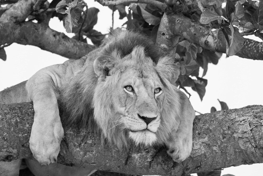Noah Jigsaw Puzzle Famous male trees climbing Lion King relaxing and sleeping in Ishasha Secotor, Queen Elizabeth National Park, Uganda, Africa in black white 2000 pieces