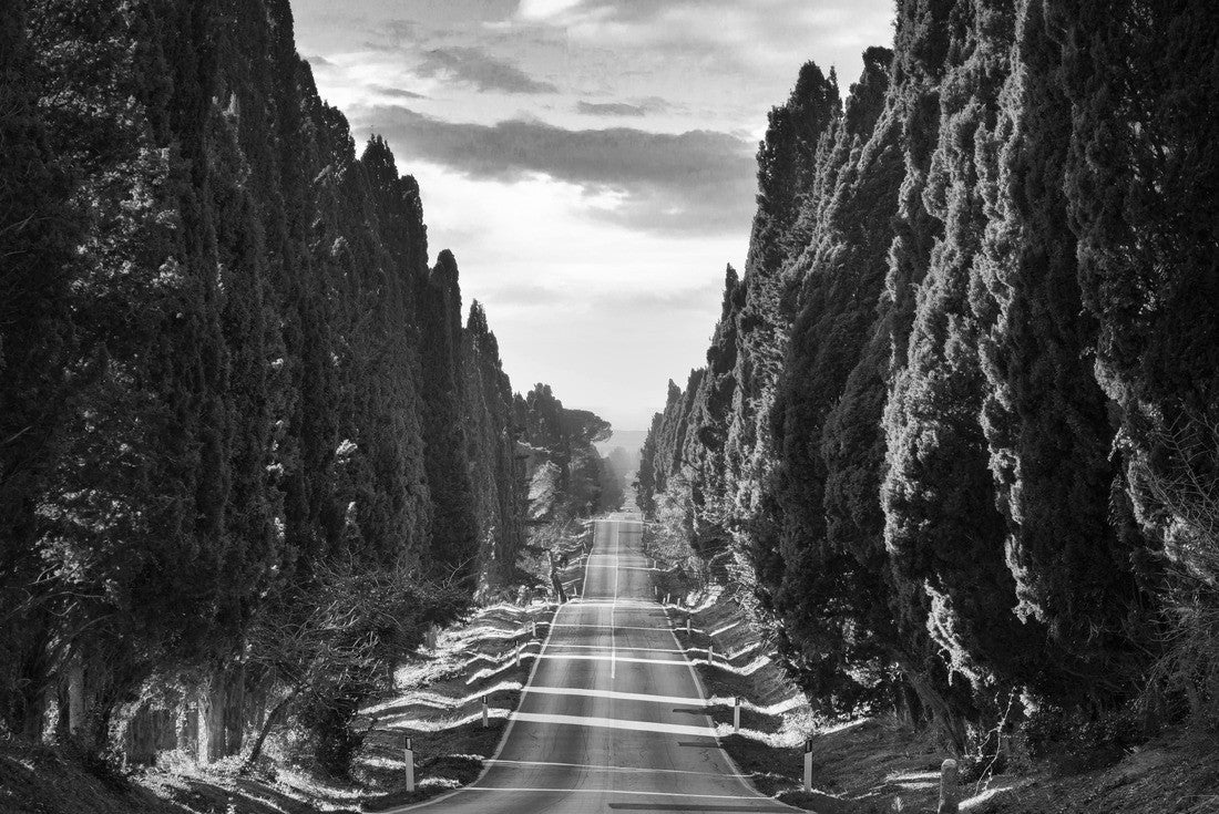 Noah Jigsaw Puzzle Bolgheri famous cypress trees straight ahead boulevard landscape. Maremma emblem, Tuscany, Italy in black white 2000 pieces