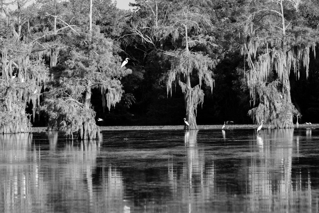 Lake Martin Swamp and white Egrets in spring near Breaux Bridge, Louisiana 2000pc PuzzleBlack and White