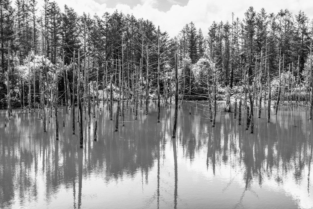 Noah Jigsaw Puzzle Blue Pond in summer, near Patchwork Road, near Town, Hokkaido, Japan in black white 2000 pieces