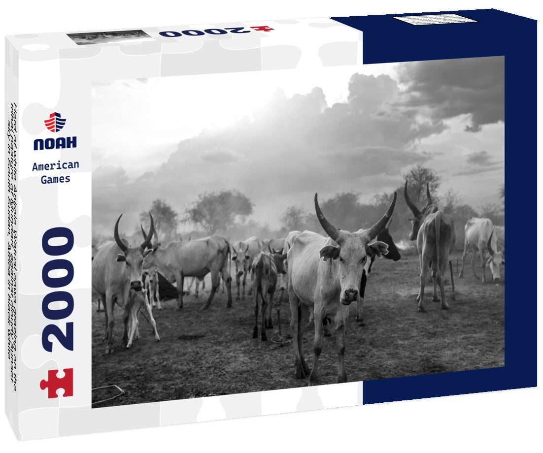 Herd of white Ankole Watusi cows grazing on the tribal pasture of Mundari, against cloudy sunset sky in South Sudan, Africa 2000pc PuzzleBlack and White