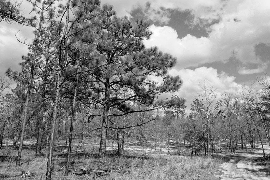 Ohoopee Dunes Wildlife Management Area in Georgia USA 2000pc PuzzleBlack and White