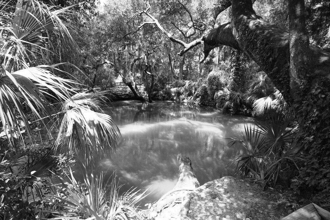 Deltona, Florida/USA: The park of the green springs is embedded in nature with green spring water 2000pc PuzzleBlack and White