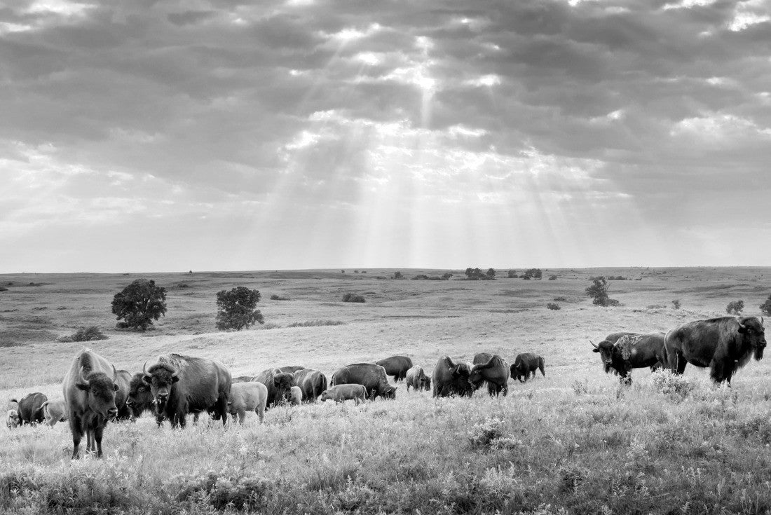 These impressive American bison roam the Kansas Maxwell Prairie Preserve 2000pc PuzzleBlack and White