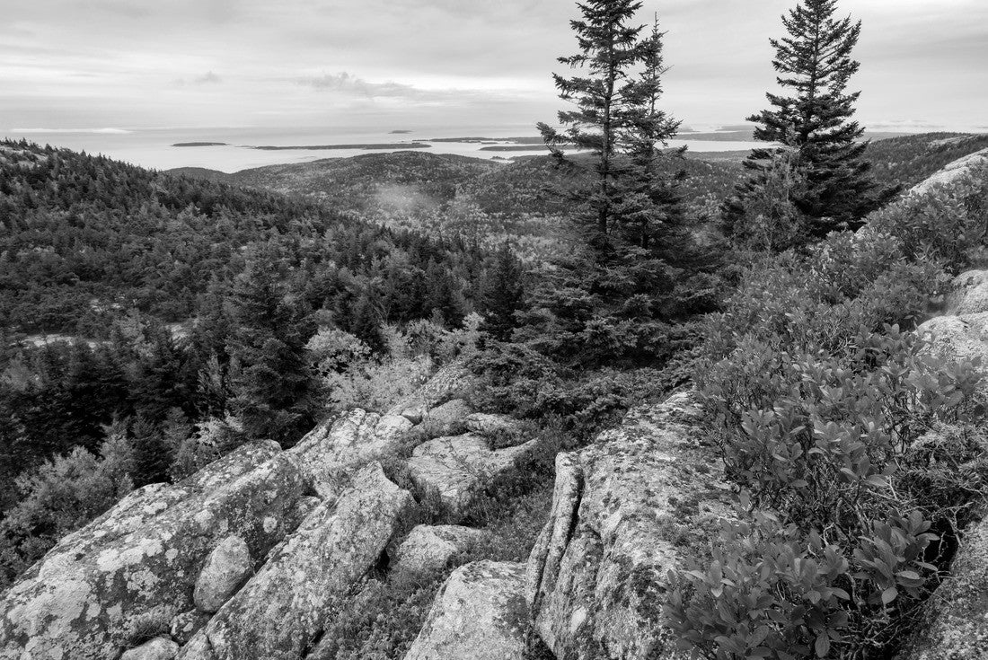 Vibrant fall colors in Acadia National Park near the summit of Mt. Desert Mountain on an enchanted day with bright red orange and yellow colors in the trees and strong foreground interest of three trees 2000pc PuzzleBlack and White