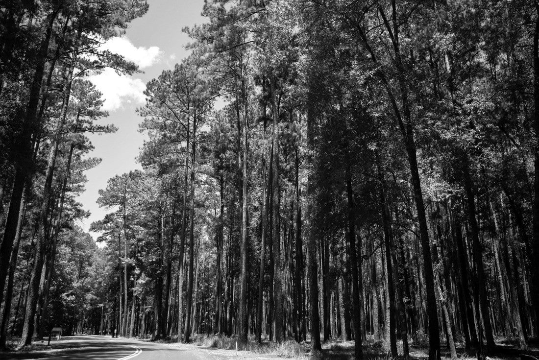 Noah Jigsaw Puzzle Open road in Congaree National Park entrance in black white 2000 pieces
