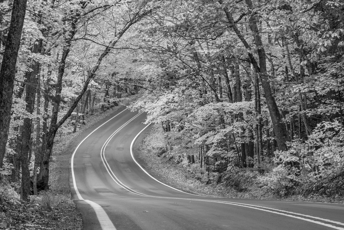 Tree tunnel in autumn along the scenic M41 highway on the Keweenaw Peninsula in upper Michigan 2000pc PuzzleBlack and White