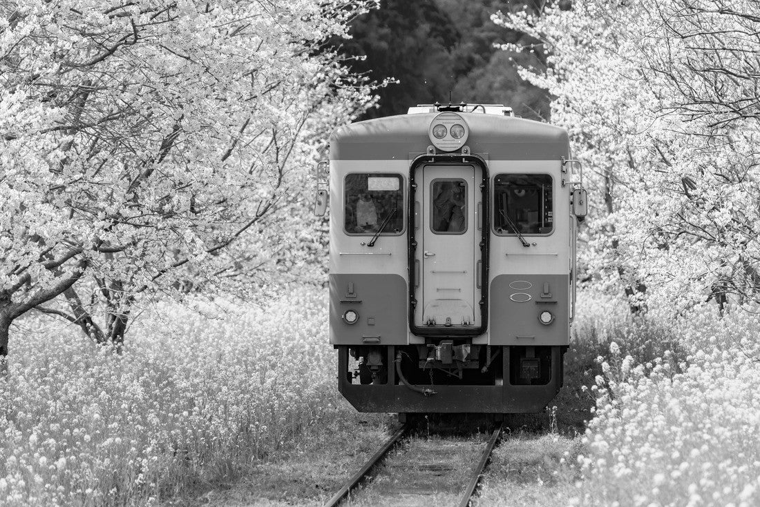 landscape of trains and cherry blossoms and canola flowers in Chiba Prefecture, Japan 2000pc PuzzleBlack and White