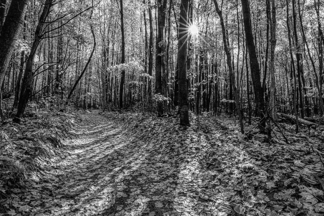 Shadows of trees in Roscommon Michigan forest mid-morning in fall 2000pc PuzzleBlack and White