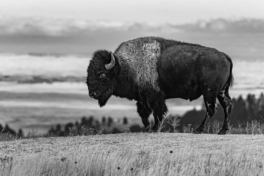 Noah Jigsaw Puzzle Sturdy Bison Stands in Wind Cave National Park in black white 2000 pieces