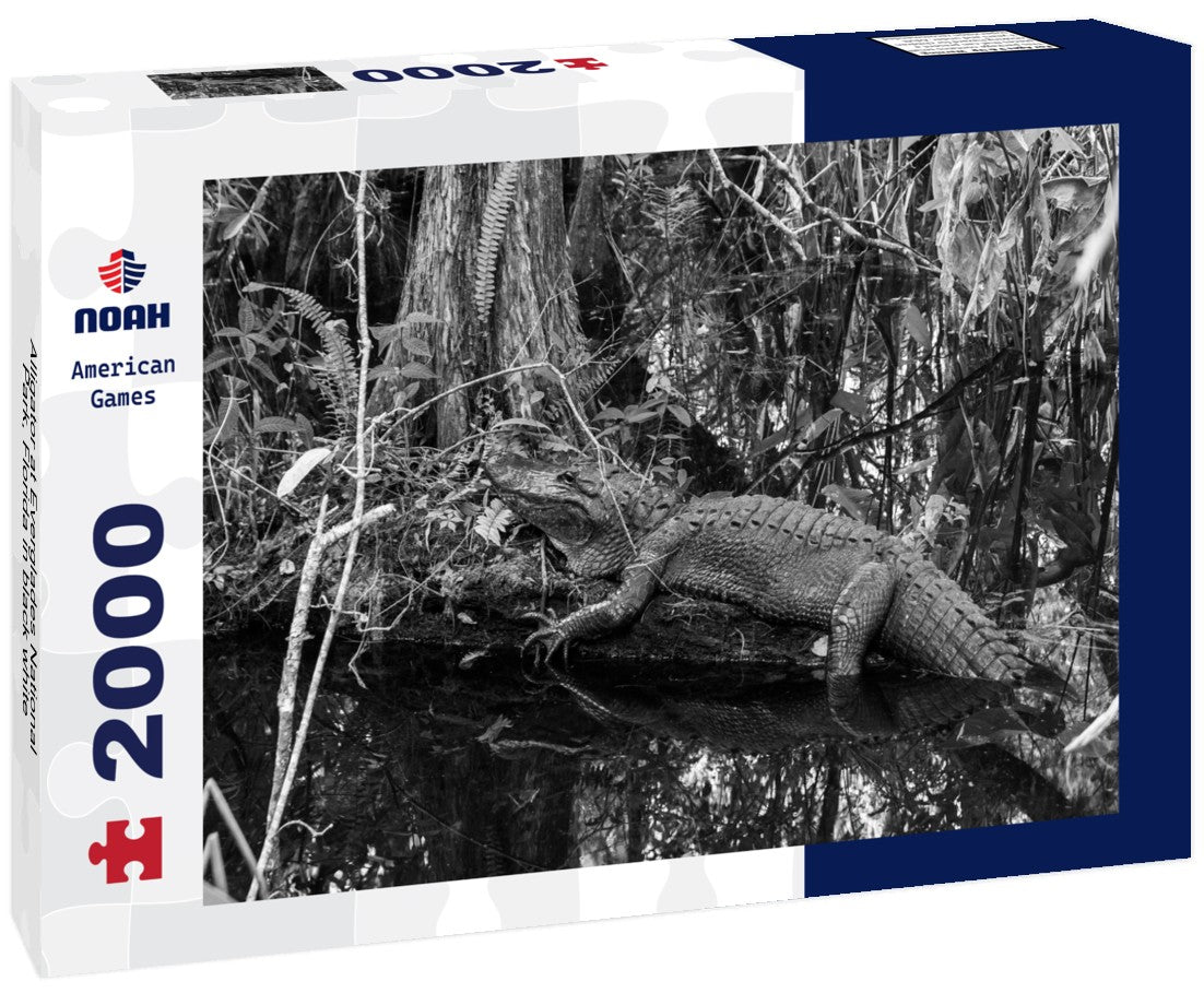 Noah Jigsaw Puzzle Alligator at Everglades National Park, Florida in black white 2000 pieces