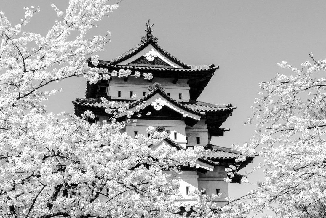 Cherry blossoms in Hirosaki Castle Park in Hirosaki, Aomori, Japan 2000pc PuzzleBlack and White