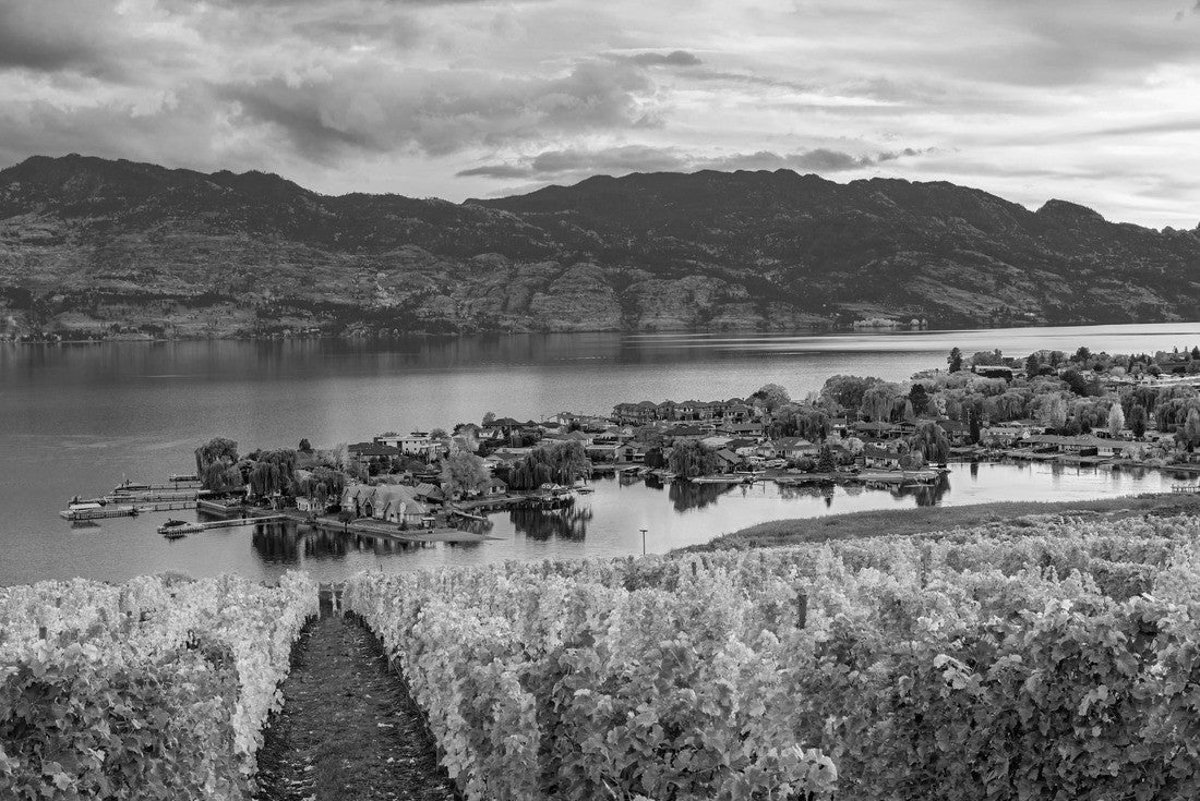 Vineyard overlooking a subdivision of Okanagan Lake Kelowna British Columbia Canada in the fall 2000pc PuzzleBlack and White