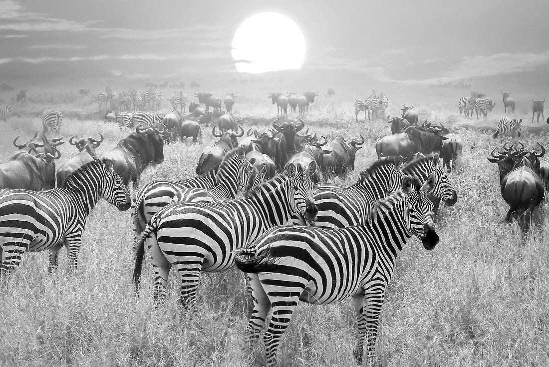 Zebra at sunset in Serengeti National Park, Tanzania 2000pc PuzzleBlack and White