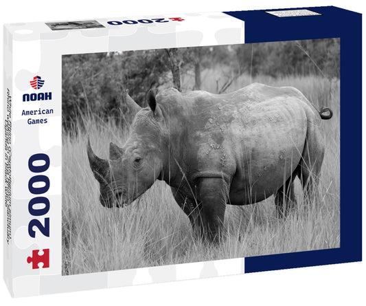 Noah Jigsaw Puzzle White Rhino (Ceratotherium simum). Rhino walking in Ziwa Rhino Sanctuary, Uganda in black white 2000 pieces