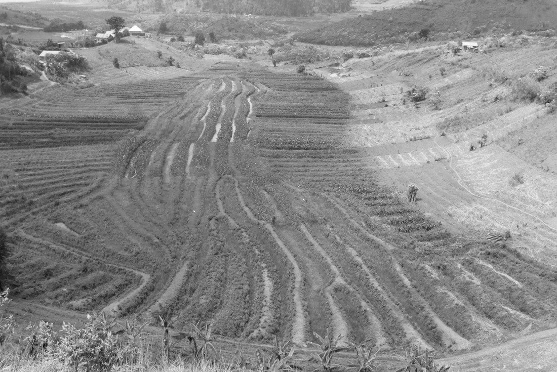 Noah Jigsaw Puzzle Swamp farming in the southwestern Uganda, Africa in black white 2000 pieces