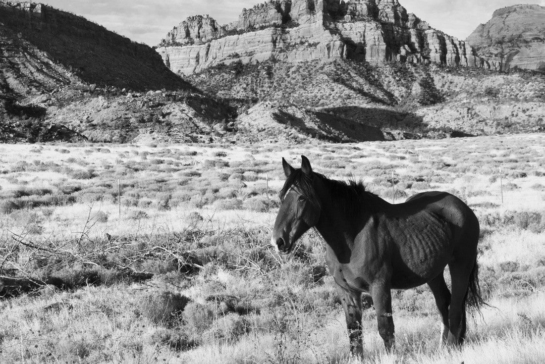 Noah Jigsaw Puzzle Horse in Zion National Park in black white 2000 pieces