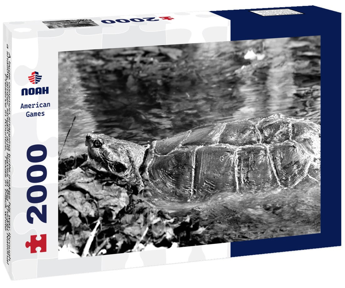 A large common snapping turtle makes his way through a shallow amber stream and leaves at Big Thicket National Preserve in Kountze, Texas 2000pc PuzzleBlack and White