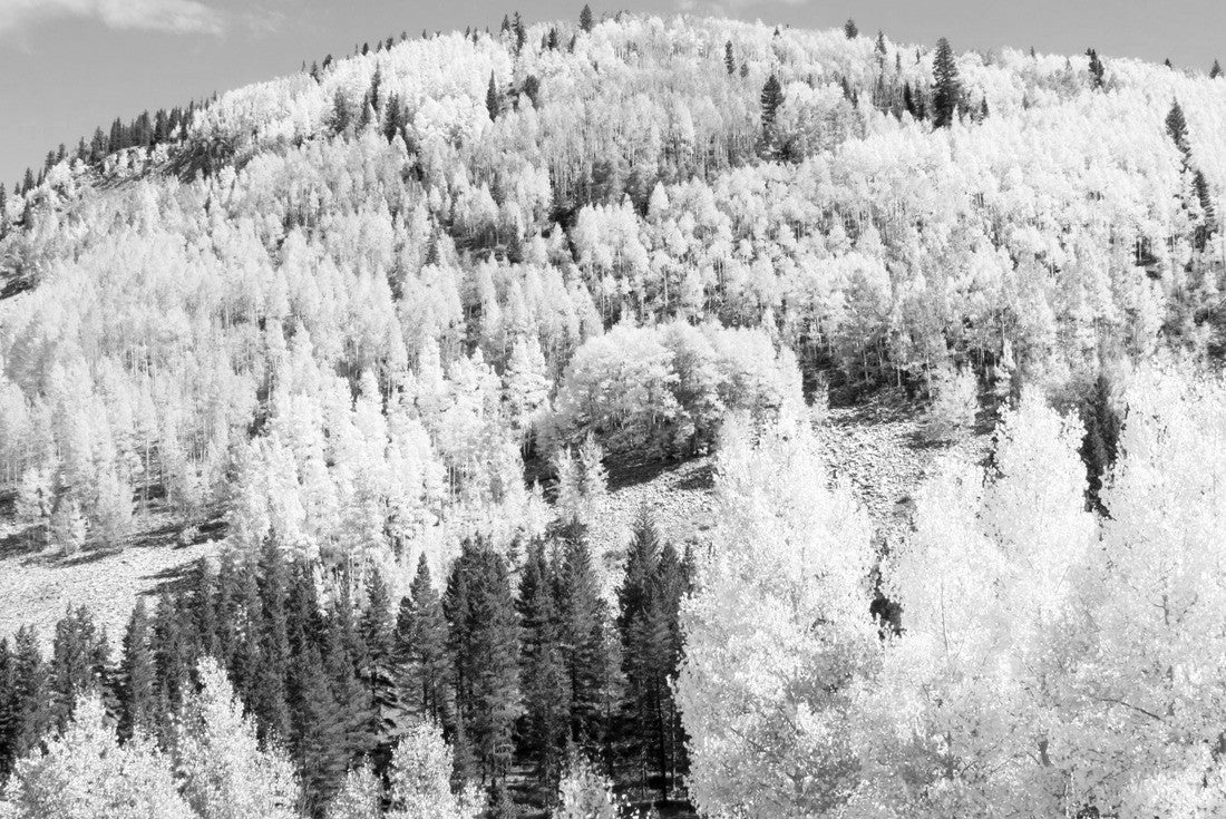 Noah Jigsaw Puzzle Bright yellow and gold aspen on a hilltop in Colorado in black white 2000 pieces