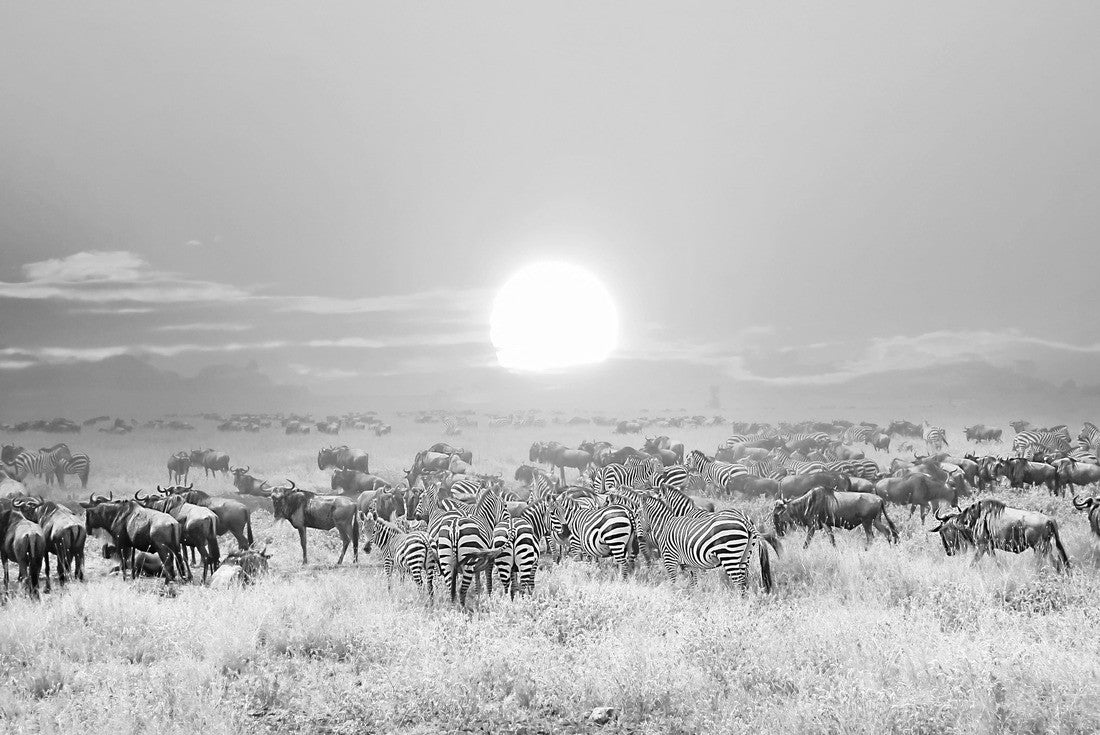 Noah Jigsaw Puzzle Zebras and antelopes in Serengeti National Park. Sunset. Tanzania. Africa in black white 2000 pieces