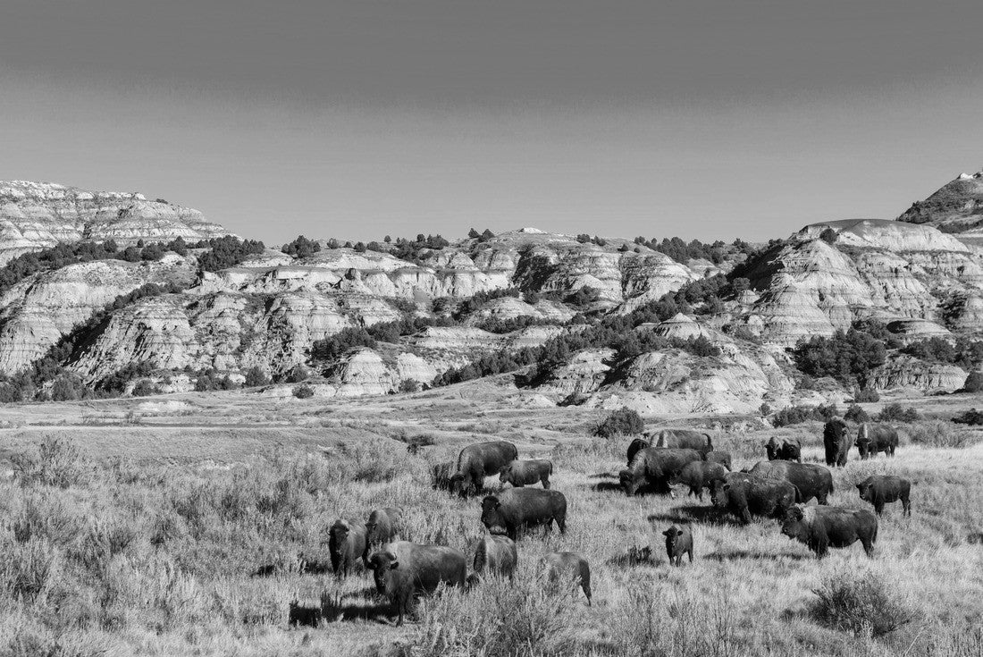 Noah Jigsaw Puzzle Buffalo in Theodore Roosevelt National Park, North Dakota in black white 2000 pieces