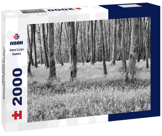 Noah Jigsaw Puzzle Bluebell woods in Camborne in the countryside of Cornwall in black white 2000 pieces