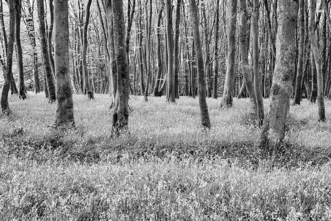 Noah Jigsaw Puzzle Bluebell woods in Camborne in the countryside of Cornwall in black white 2000 pieces