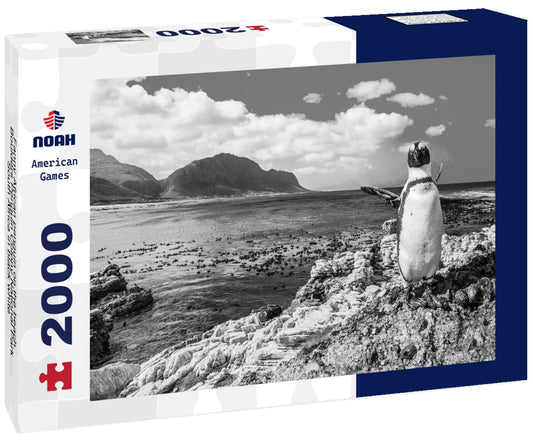 Noah Jigsaw Puzzle Fanny African penguin on the beach. Boulders Penguin Colony National Park, South Africa in black white 2000 pieces