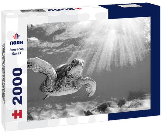 Noah Jigsaw Puzzle endangered Hawaiian turtle cruise in the warm waters of the Pacific Ocean in Hawaii in black white 2000 pieces