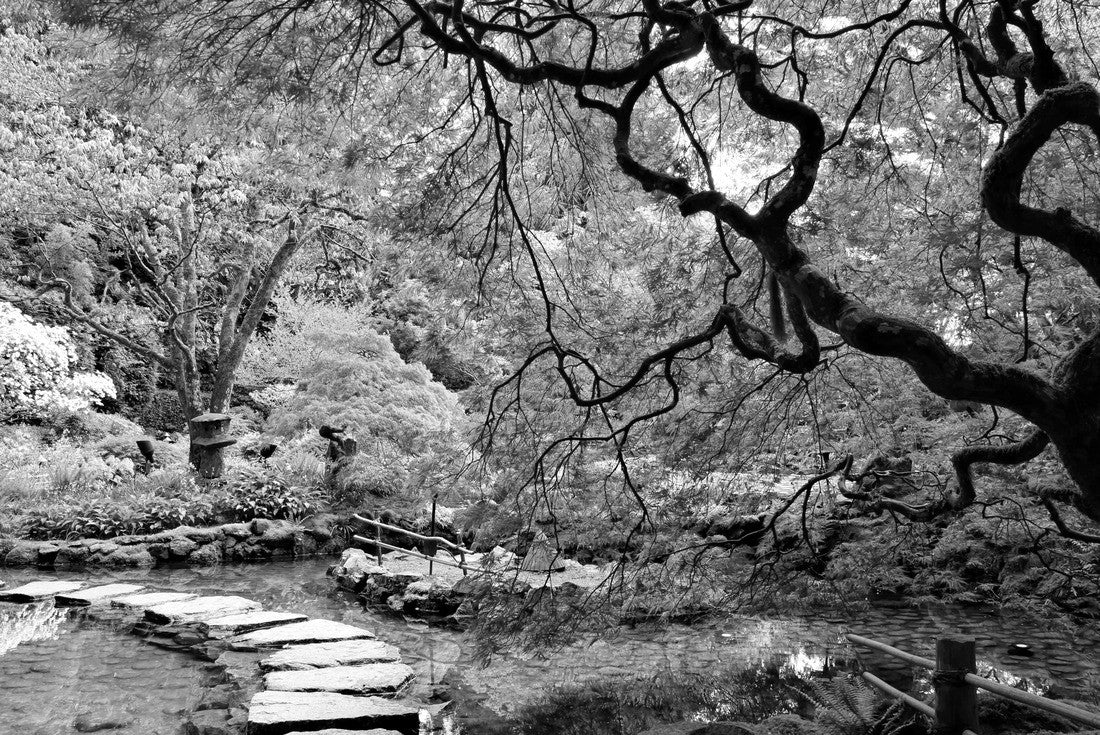Pond with overhanging red Japanese apple trees in spring, Victoria, BC, Canada 2000pc PuzzleBlack and White