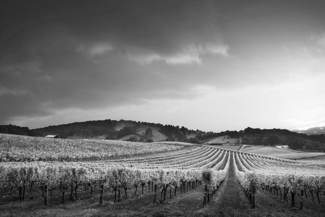Gorgeous Sunset over a South Australian vineyard 2000pc PuzzleBlack and White