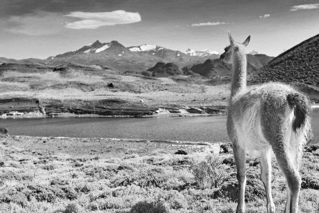 Noah Jigsaw Puzzle Guanaco in the Torres del Paine National Park, Patagonia, Chile in black white 2000 pieces