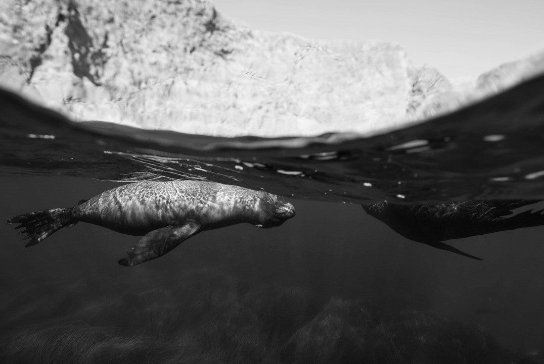 Noah Jigsaw Puzzle Sea lions at Anacapa Island, Channel Islands National Park in black white 2000 pieces