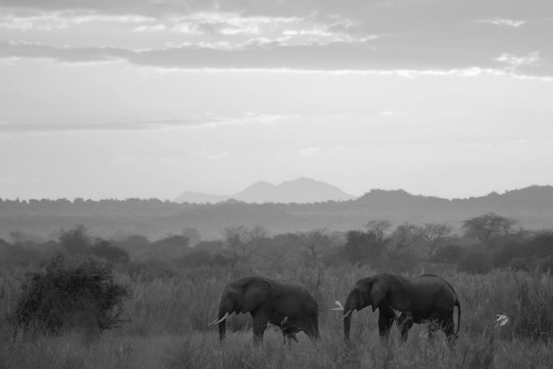 Elephants at sunset in Liwonde National Park. Malawi 2000pc PuzzleBlack and White
