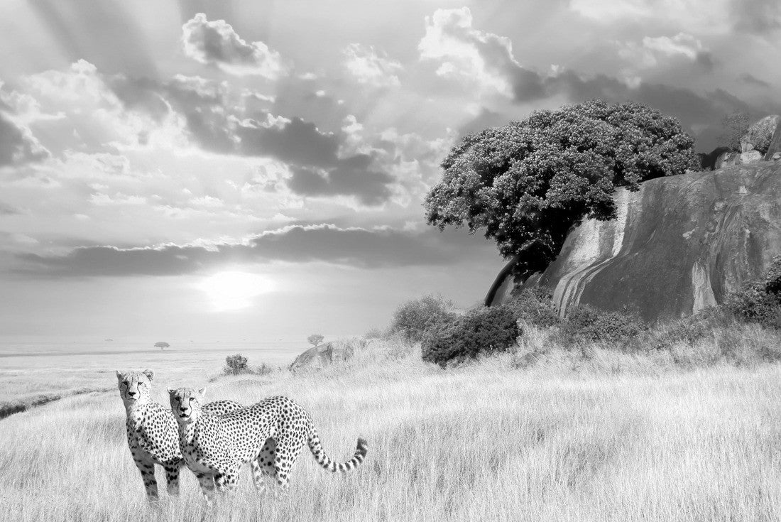Noah Jigsaw Puzzle Cheetahs in the African savannah on a backdrop of a beautiful sunset. Serengeti National Park. Tanzania. Africa in black white 2000 pieces