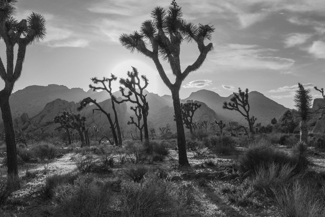 Noah Jigsaw Puzzle Joshua Tree National Park in black white 2000 pieces