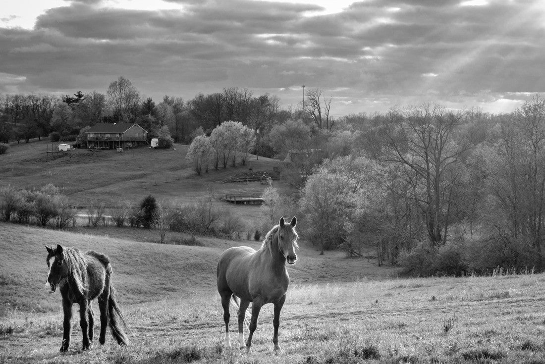 Beautiful chestnut horses on a farm in central Kentucky at sunset 2000pc PuzzleBlack and White