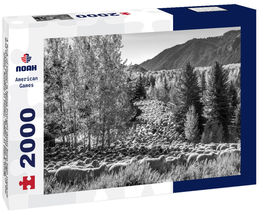 A flock of sheep is being brought down from high pasture and driven through Ketchum as part of the trailing of the sheep festival in Hailey, Idaho 2000pc PuzzleBlack and White