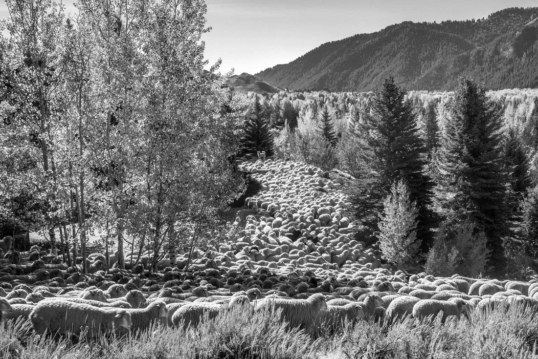 A flock of sheep is being brought down from high pasture and driven through Ketchum as part of the trailing of the sheep festival in Hailey, Idaho 2000pc PuzzleBlack and White