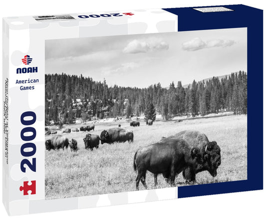 Noah Jigsaw Puzzle Bison (buffalo) at Yellowstone National Park, WY, USA in black white 2000 pieces