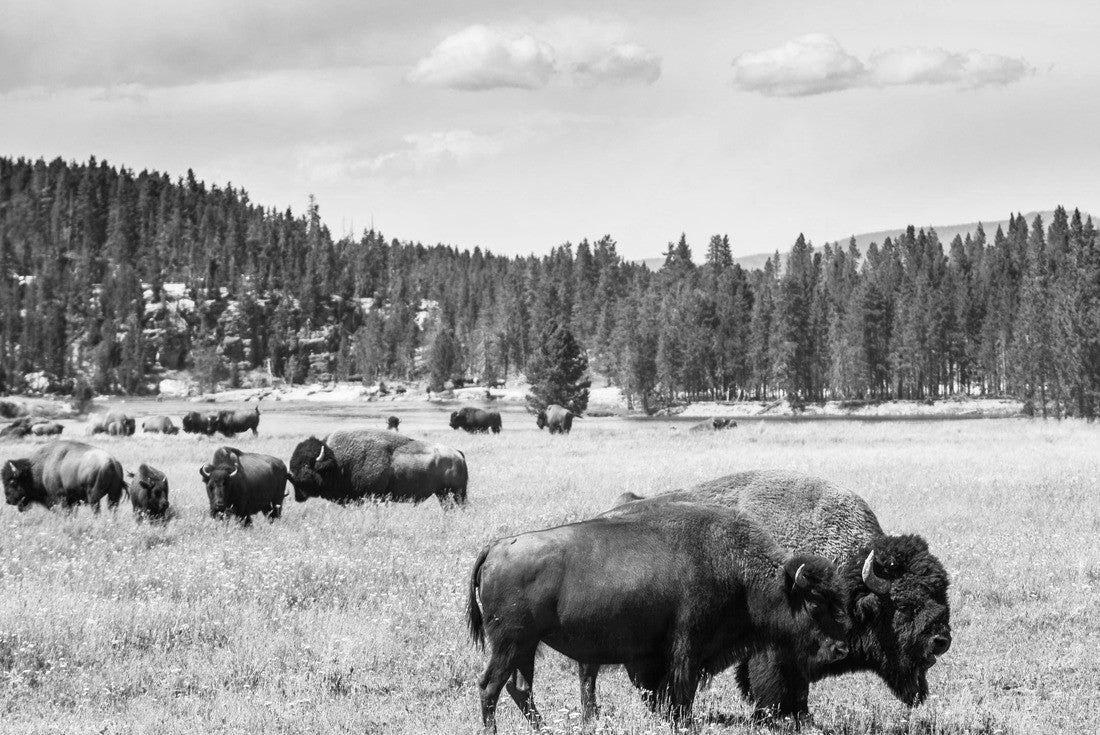 Noah Jigsaw Puzzle Bison (buffalo) at Yellowstone National Park, WY, USA in black white 2000 pieces