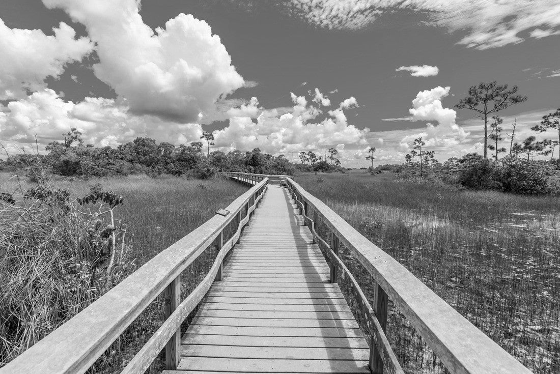 Noah Jigsaw Puzzle Mahogany Hammock Trail of the Everglades National Park. Boardwalks in the swamp. Florida, USA in black white 2000 pieces